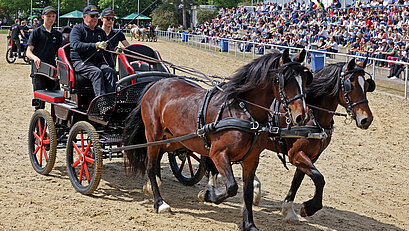Tierische Begegnungen auf dem Maimarkt